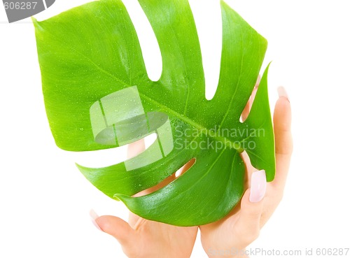 Image of female hands with green leaf