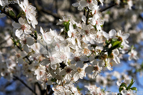 Image of Cherry blossom