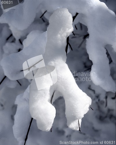 Image of Snow on limb