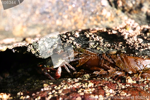 Image of Crab