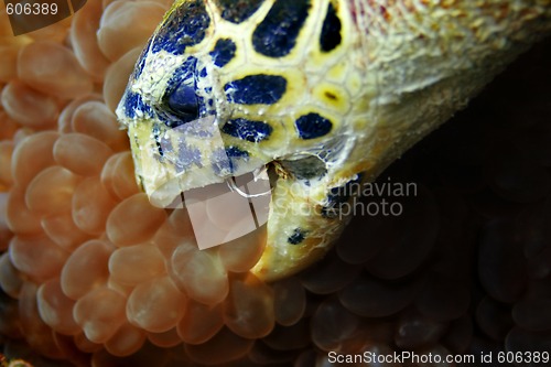 Image of Hawksbill turtle eating 