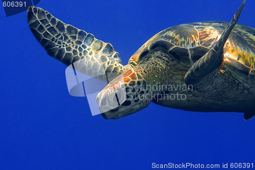 Image of Green turtle 