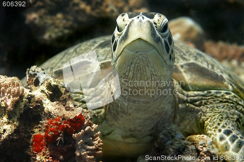 Image of Green turtle 