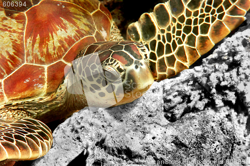 Image of Green turtle 