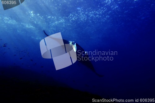 Image of Manta ray 