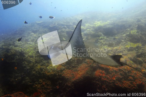 Image of Manta ray 