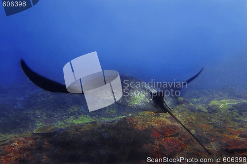 Image of Manta ray 