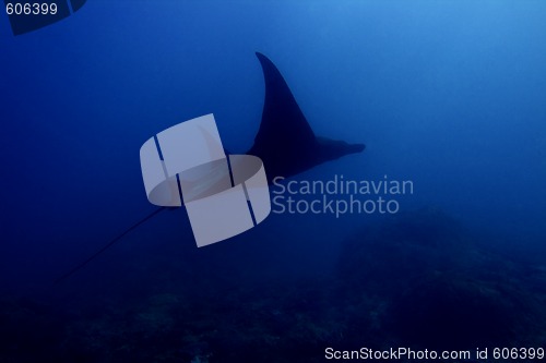 Image of Manta ray 