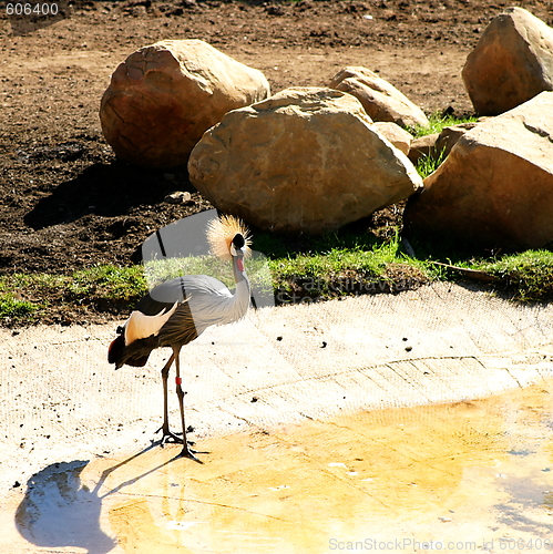 Image of East African Crowned Crane