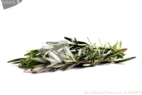 Image of Rosemary