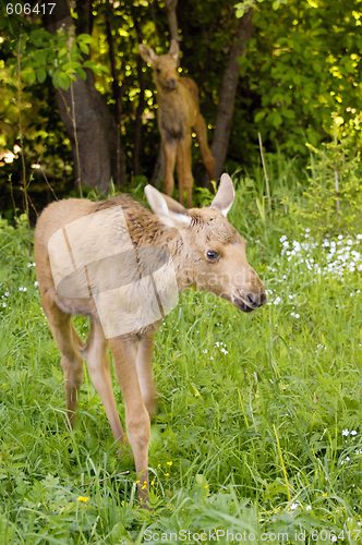 Image of Baby moose