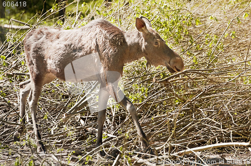 Image of Yearling moose