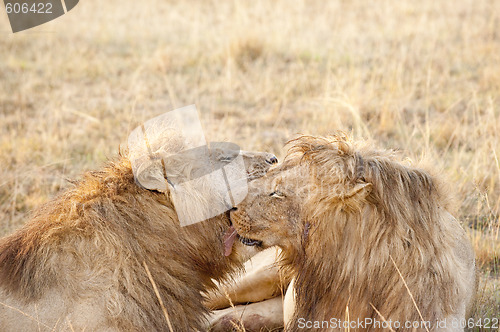 Image of Lions resting after plentiful  feeding 