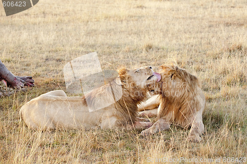 Image of Pair of african lions in front of their kill