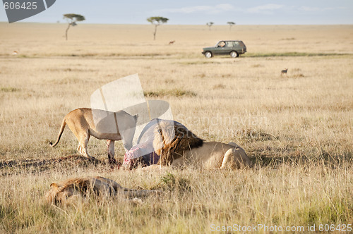 Image of Lions pride feeding on hippo  kill