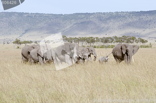 Image of Herd of elephants 