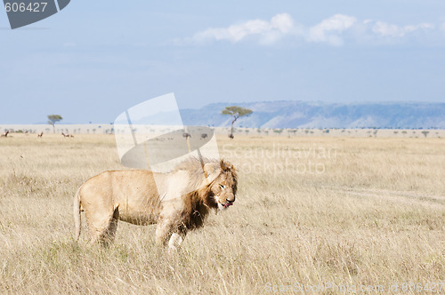 Image of African lion  lick itself