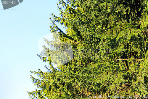 Image of Evergreen tree