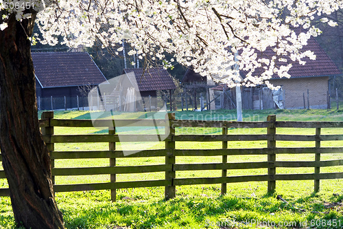 Image of Blossom and fence