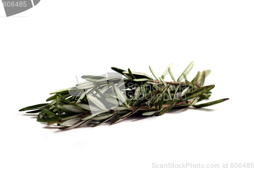 Image of Rosemary