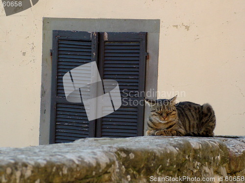 Image of cat in Cortona