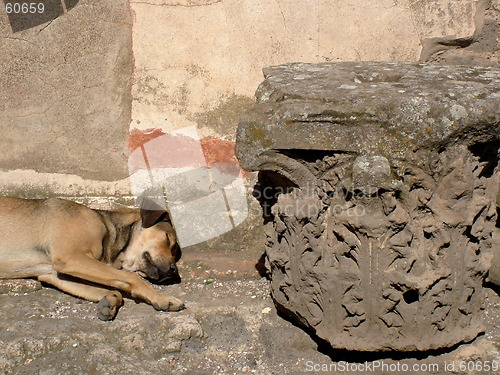 Image of dog in the ruins at Pompeii