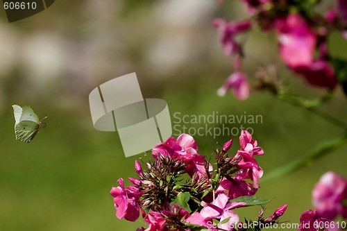 Image of Flying brimstone butterfly