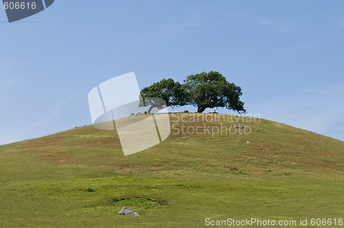 Image of Two tree hill