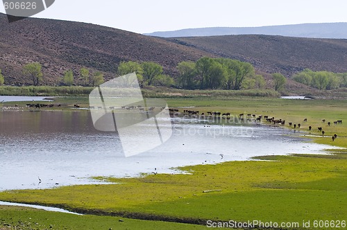 Image of Cattle