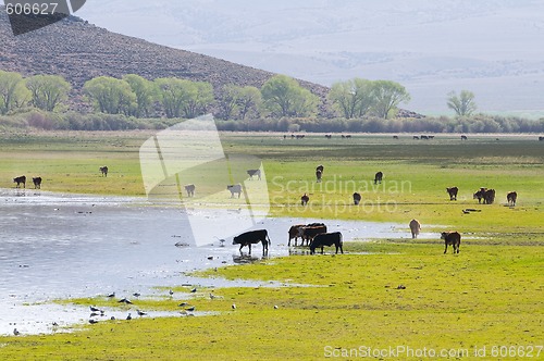 Image of Cattle