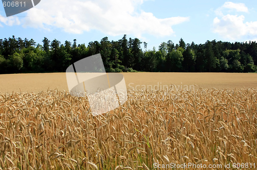 Image of Cornfield with Forest