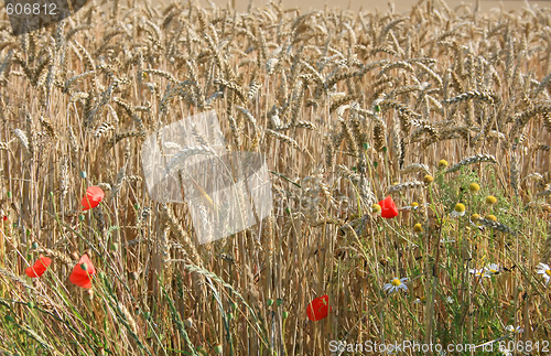 Image of Cornfield