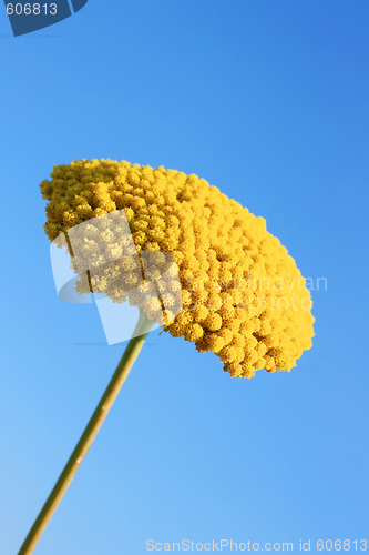 Image of Yellow Flower