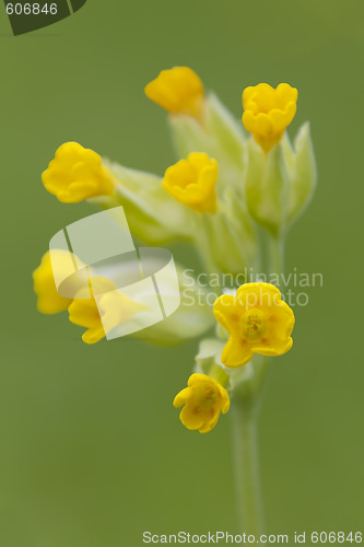 Image of Cowslip