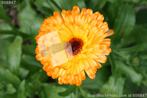 Image of Marigold