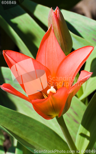 Image of Red Tulip