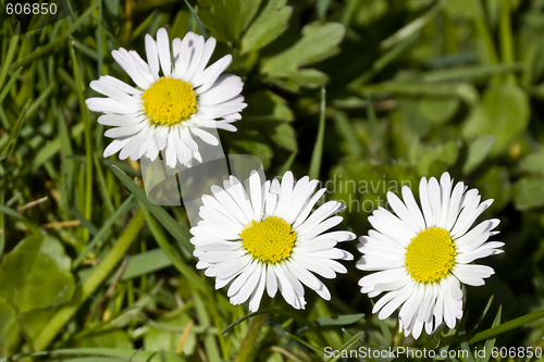 Image of Daisy