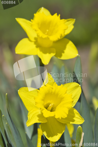 Image of Yellow Daffodil
