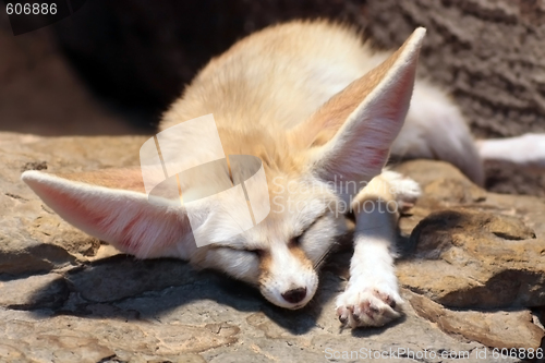 Image of Fennec