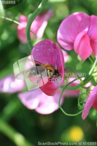 Image of Bee in Work