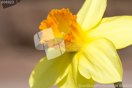 Image of Daffodil