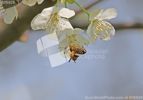 Image of Bee in Flight