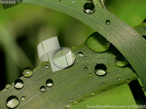Image of water droplets