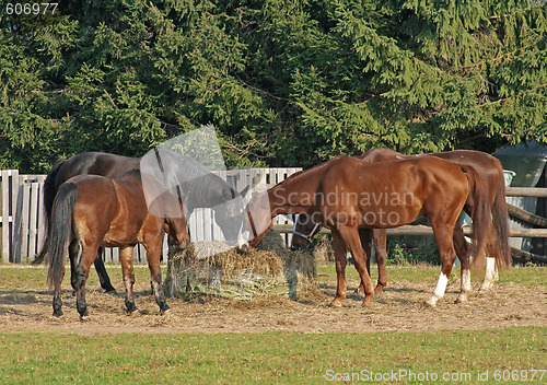 Image of Horses