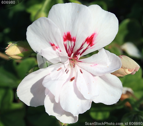Image of White Begonia