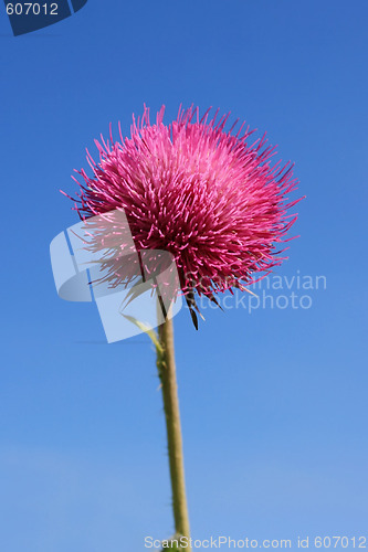 Image of Thistle Bloom