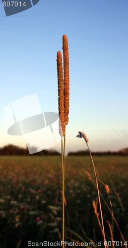 Image of Blade Of Grass