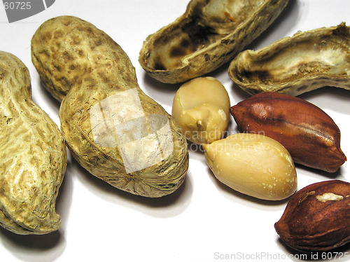 Image of Monkeynut