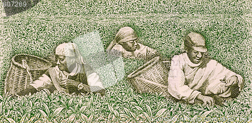 Image of Farmers picking tea