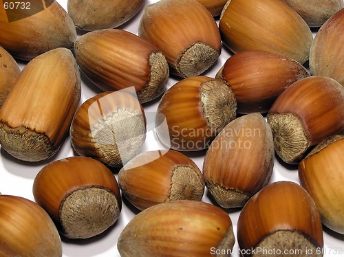 Image of hazelnut